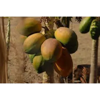 Popular Papaya Plant